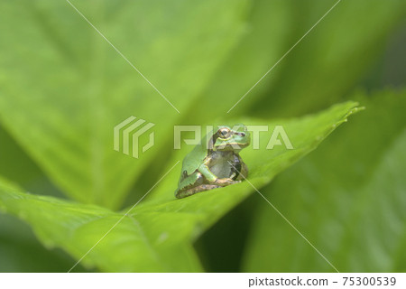 Frog parasitized by larvae of worms 75300539