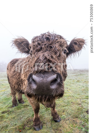 galloway on the field 75300869