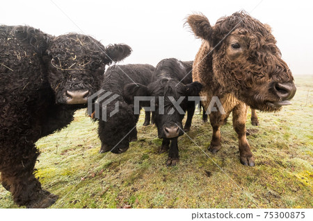 galloway on the field 75300875