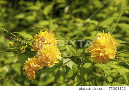 Yellow flower of Yamabuki 75301122
