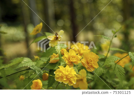 Yellow flower of Yamabuki 75301125