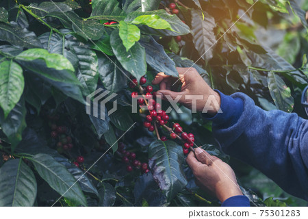 Man Hands harvest coffee bean ripe Red berries plant fresh seed coffee tree growth in green 75301283