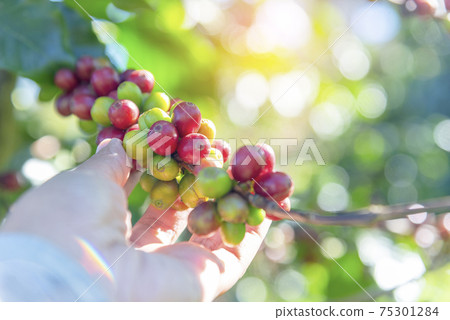 Man Hands harvest coffee bean ripe Red berries plant fresh seed coffee tree growth  75301284