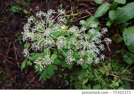 野生芹菜當歸植物 75301373