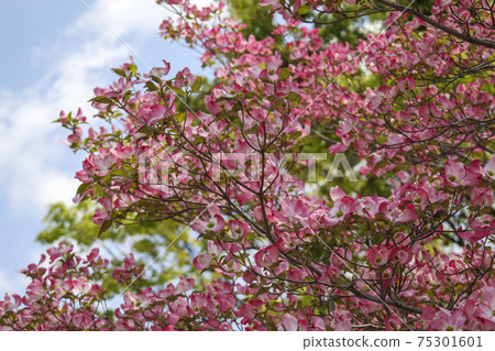 Pink dogwood flower tree 75301601