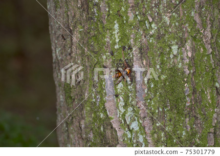 Wheatstone Wheatstone 75301779