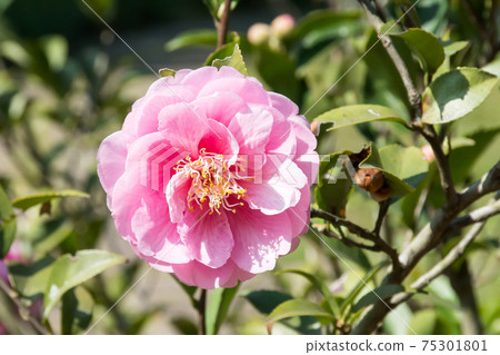 Blooming camellia Blooming camellia 75301801