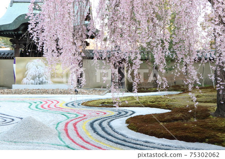 Kodai-ji Temple Cherry blossoms Kodai-ji Temple Cherry blossoms 75302062