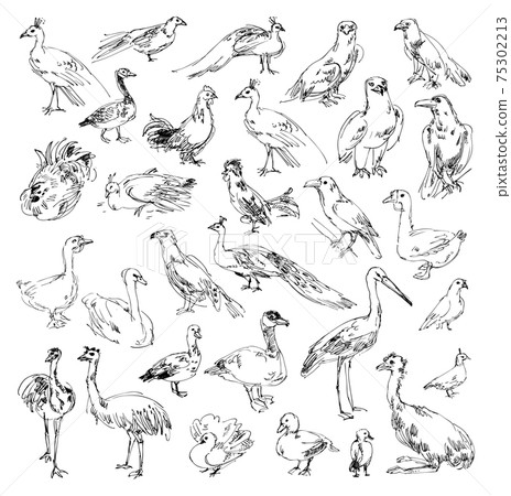 Wild birds. Zoo. Set. Hand-drawn. Vector illustration. Isolated on white background. Set 75302213