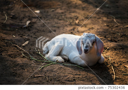 Little cute white sheep sit on farm dirt at sunset Little cute white sheep sit on farm dirt at sunset 75302436