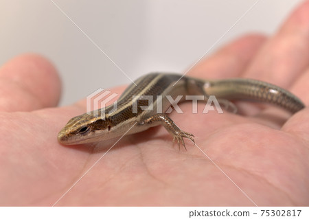 Handling of Higashinihon lizard Handling of Higashinihon lizard 75302817