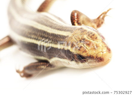 Higashinihon lizard on white background Higashinihon lizard on white background 75302927