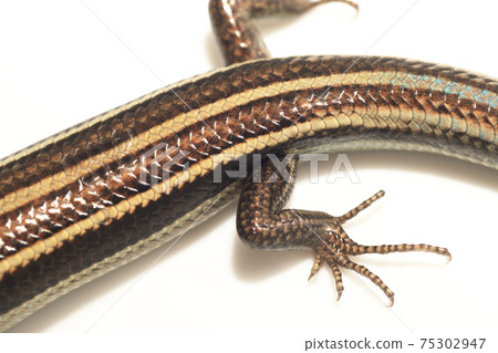 Higashinihon lizard on white background 75302947