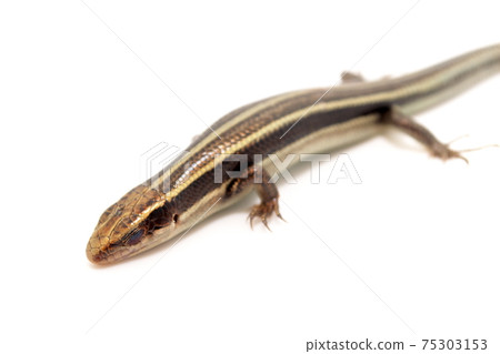 白色背景上的Higashinihon蜥蜴 75303153