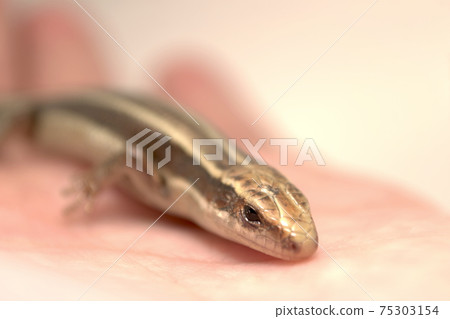 Handling of Higashinihon lizard 75303154
