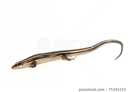 Higashinihon lizard on white background 75303155
