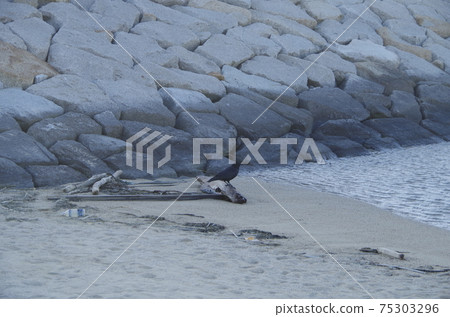 Rinku Beach Driftwood and Crow Tokoname City 75303296