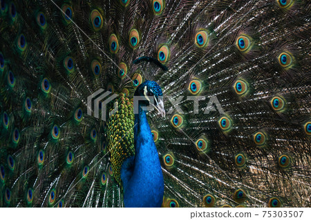 portrait of a peacock on the background of his own tail portrait of a peacock on the background of his own tail 75303507