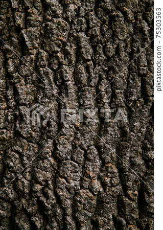 background, texture - rough bark of an old tree background, texture - rough bark of an old tree 75303563