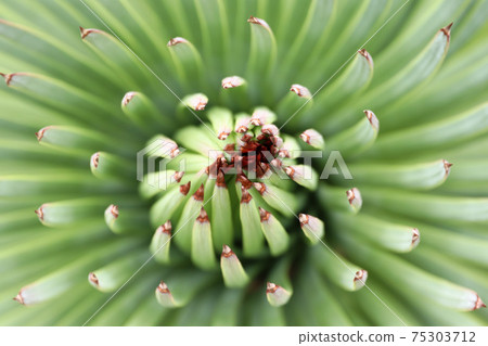 Leaves of agave - shallow depth of field Leaves of agave - shallow depth of field 75303712