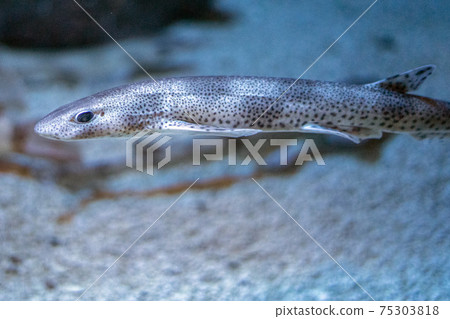 dogfish underwaterclose up portrait dogfish underwaterclose up portrait 75303818