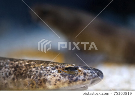 dogfish underwaterclose up portrait 75303819