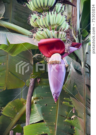 柬埔寨香蕉花和香蕉 75303834
