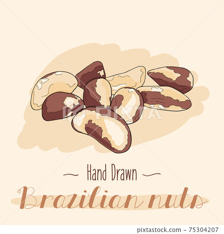 Hand drawn colorful Brazilian nuts isolated on background 75304207