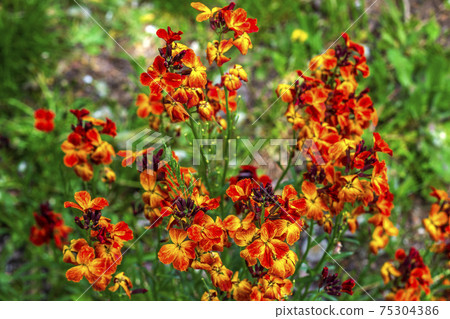 colored spring flowers  75304386
