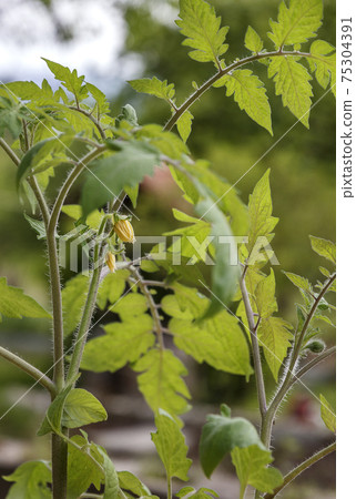 Fresh growing tomato flower Fresh growing tomato flower 75304391