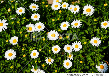 瑪格麗特在大街上綻放美麗 瑪格麗特在大街上綻放美麗 75304832