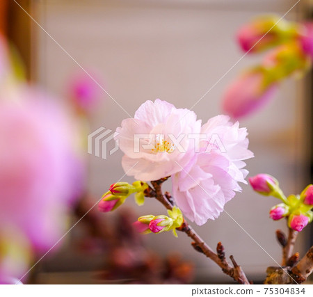 櫻花盛開的宣言 75304834