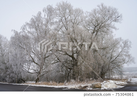 Tree covered in snow a crispy cold winter day. Picture from Scania, Sweden Tree covered in snow a crispy cold winter day. Picture from Scania, Sweden 75304861