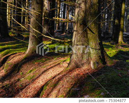 A picture of a pine forest in beautiful early morning light. Tree trunks and green moss contrast with red leaves on the ground A picture of a pine forest in beautiful early morning light. Tree trunks and green moss contrast with red leaves on the ground 75304877