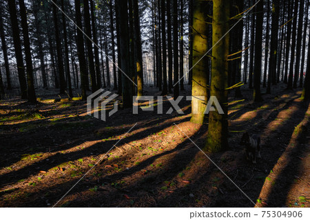 A picture of a pine forest in beautiful early morning light. Tree trunks and green moss contrast with red leaves on the ground 75304906