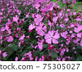 Red campion or red catchfly 75305027