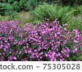 Red campion or red catchfly 75305028