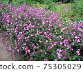 Red campion or red catchfly 75305029