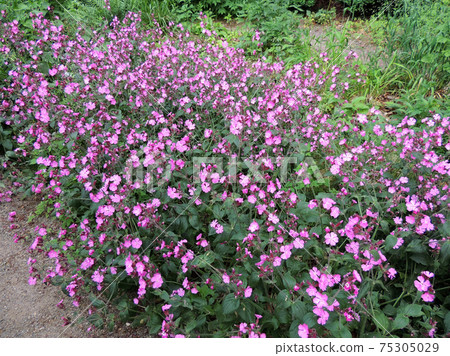 Red campion or red catchfly 75305029