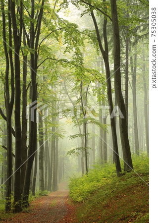 Path through the autumn beech forest in foggy weather Path through the autumn beech forest in foggy weather 75305038
