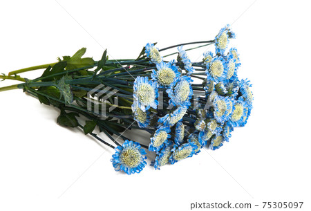chrysanthemum flowers isolated chrysanthemum flowers isolated 75305097