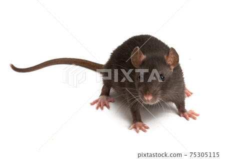 rat isolated rat isolated 75305115
