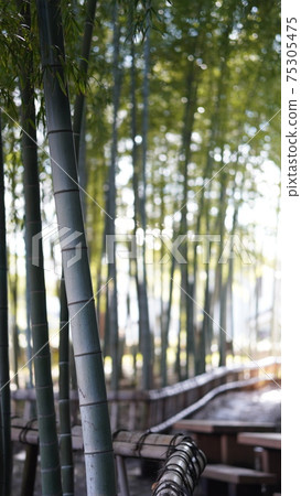  Bamboo grove 75305475