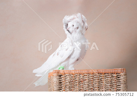 White crested pigeon flirts on a woven basket 75305712