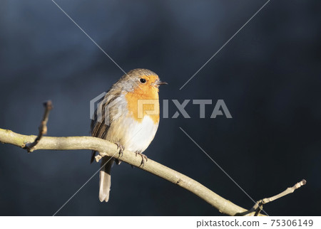European Robin perched on a tree branch European Robin perched on a tree branch 75306149