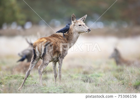 Red deer calf with a jackdaw sitting on the back Red deer calf with a jackdaw sitting on the back 75306156