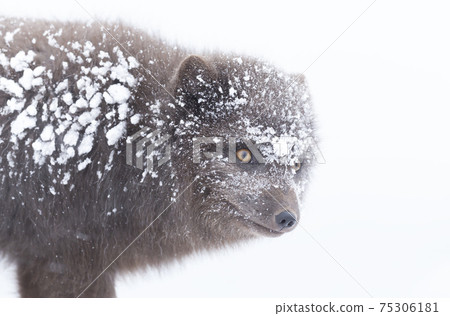 Arctic fox covered in snowflakes in winter 75306181