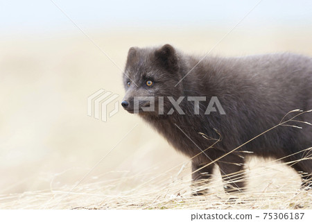 Close up of a blue morph Arctic fox Close up of a blue morph Arctic fox 75306187