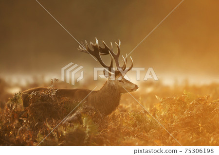 Close up of a Red deer stag at sunrise Close up of a Red deer stag at sunrise 75306198