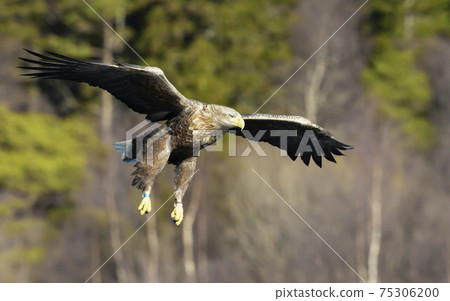Close up of a White-tailed sea Eagle in flight Close up of a White-tailed sea Eagle in flight 75306200
